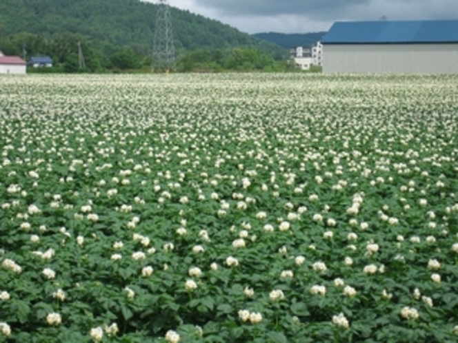 じゃがいもの花