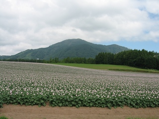 じゃがいも畑