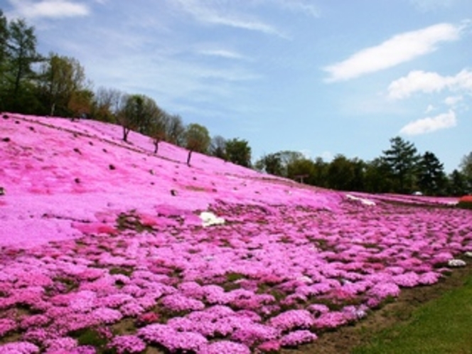 太陽の丘の「芝桜」