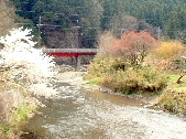 直下の春の高麗川と桜