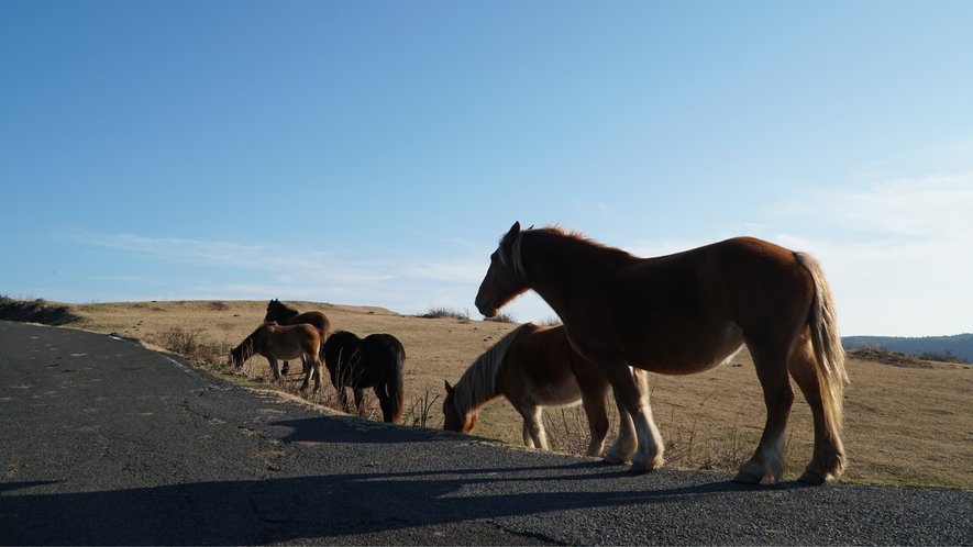 牛馬が放牧される雄大な草原から望む、海・山・空がパノラマに広がる景色。