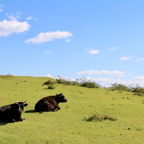 国賀海岸周辺一帯の放牧地では牛馬がのんびり草を食む姿が見られます。