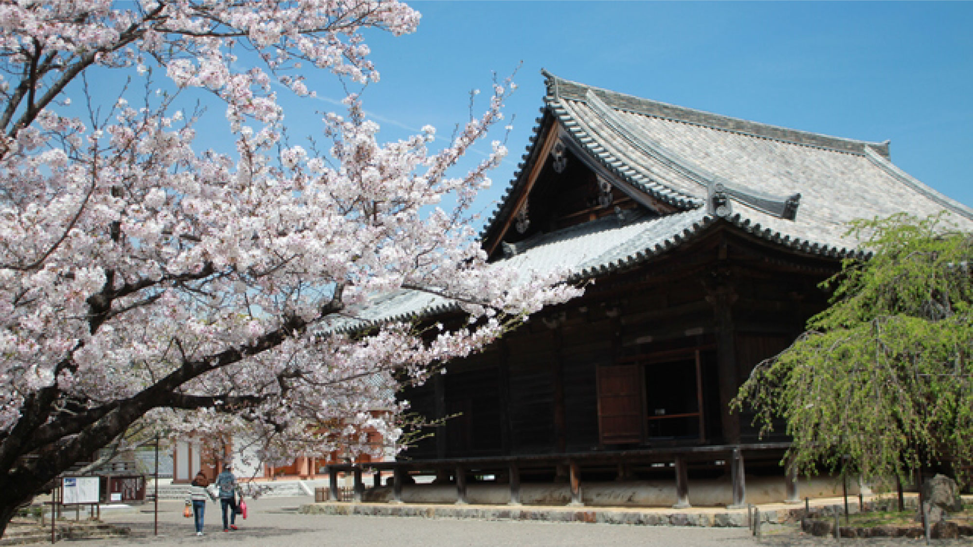 【観光名所】道成寺と咲き誇る入相桜は圧巻