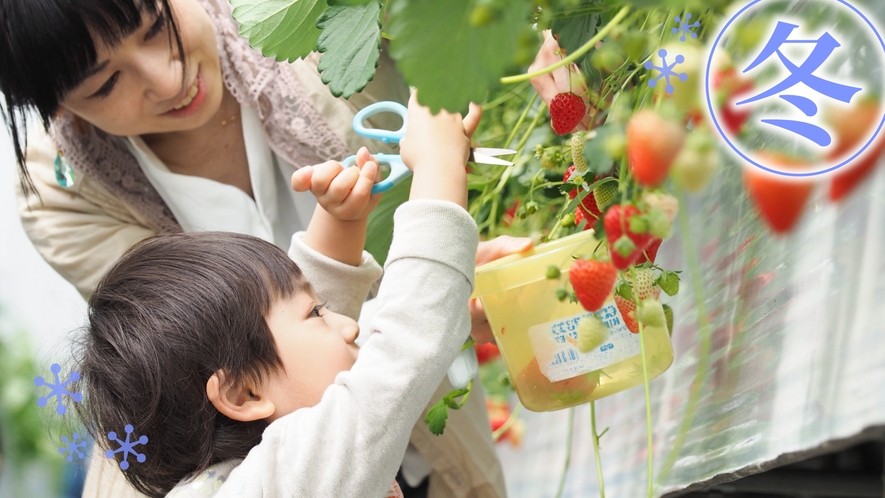 もぎたての甘味☆いちご狩り