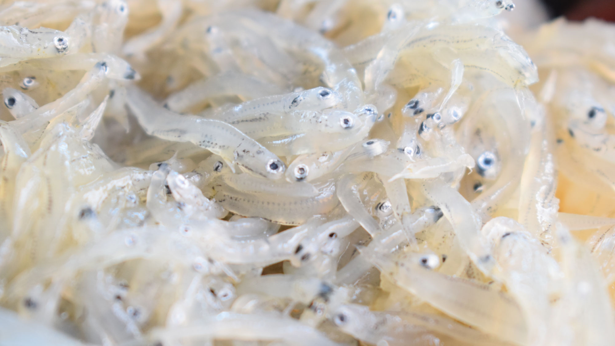 【特産品】しらす