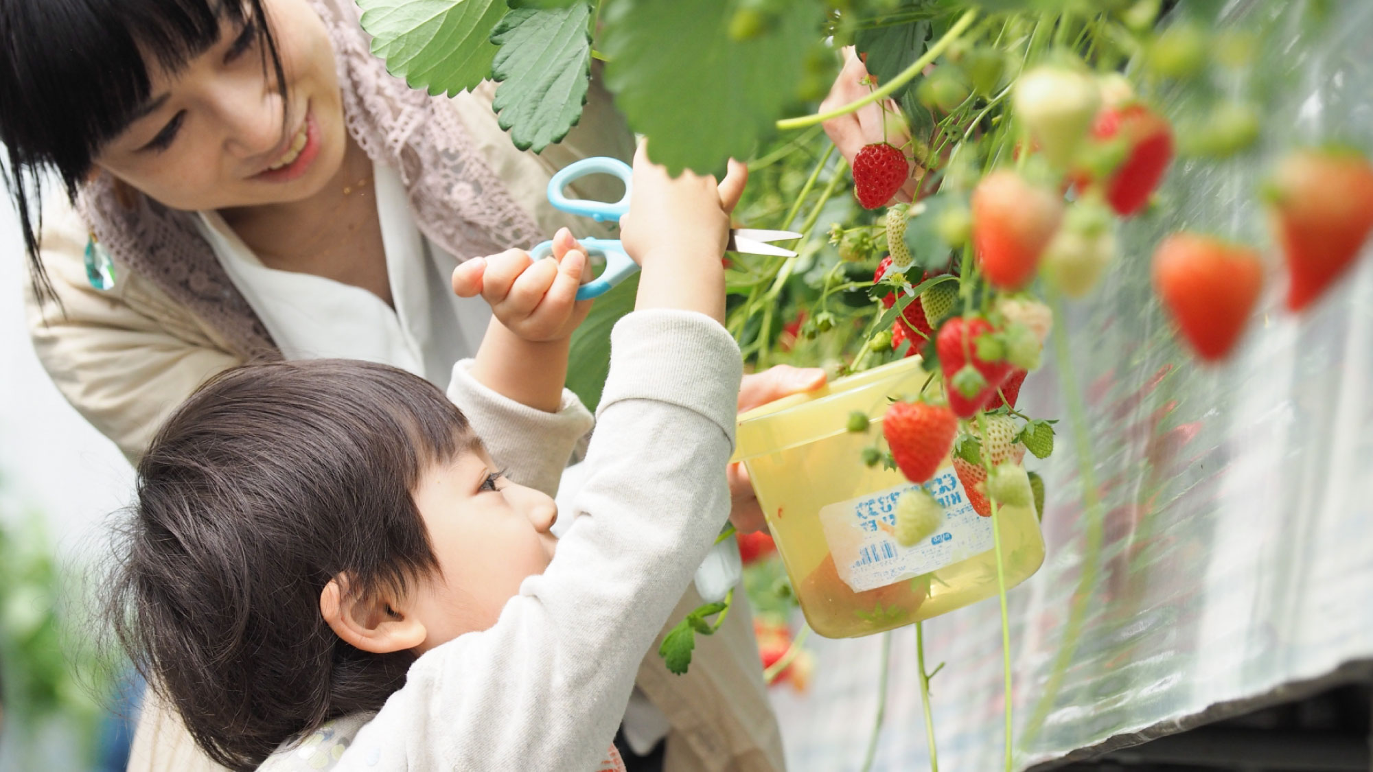 【アクティビティ】もぎたての甘味☆いちご狩り