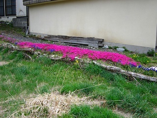 春風景