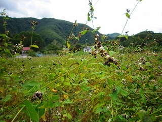 そば風景