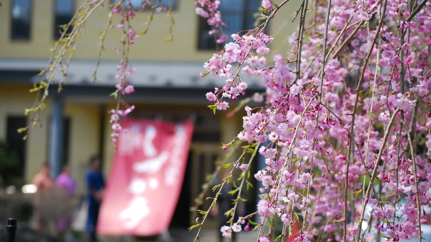 外観＿しだれ桜2