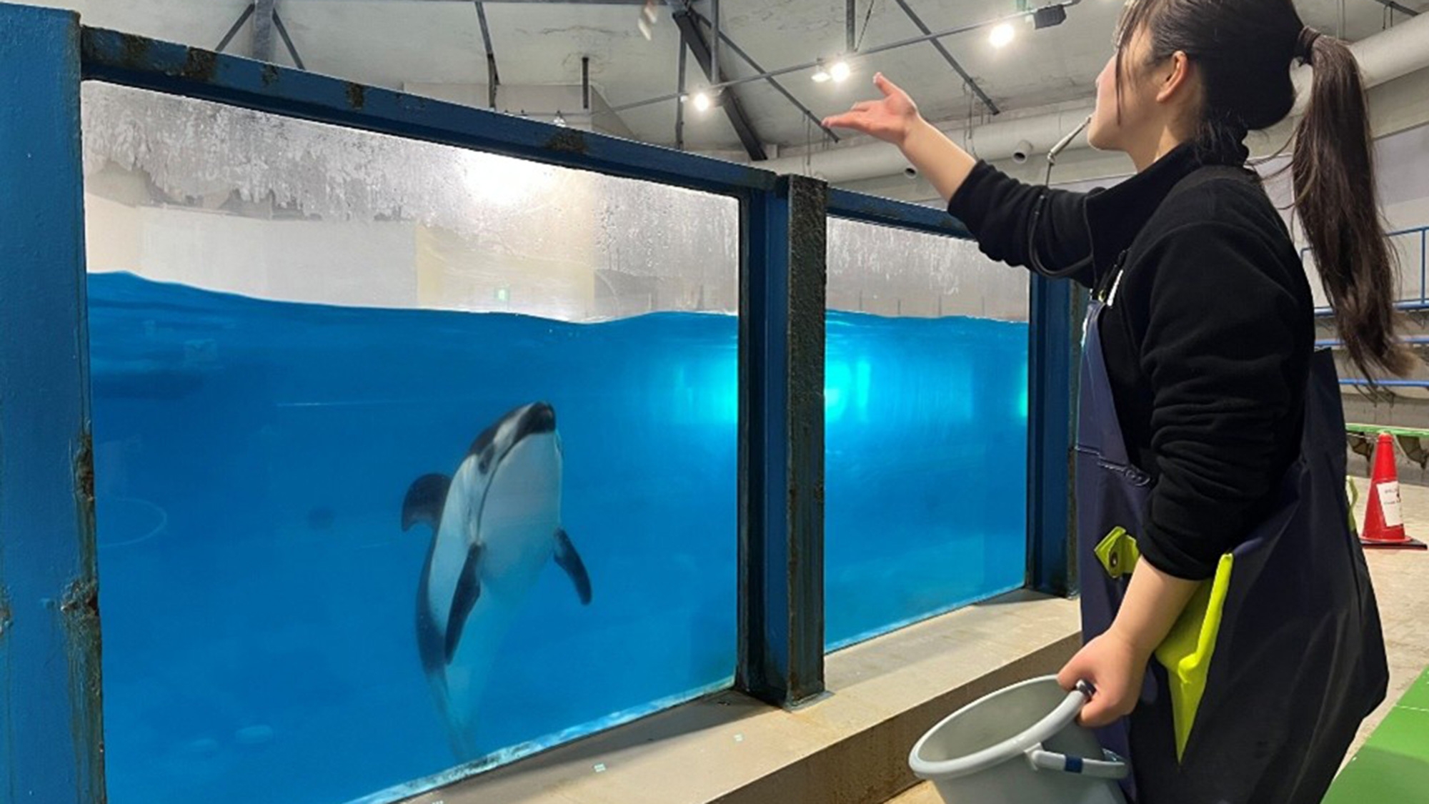 【先行予約は石水亭だけ！】＜バイキング＞土日祝の1日2組限定〜登別マリンパークでイルカにエサやり体験