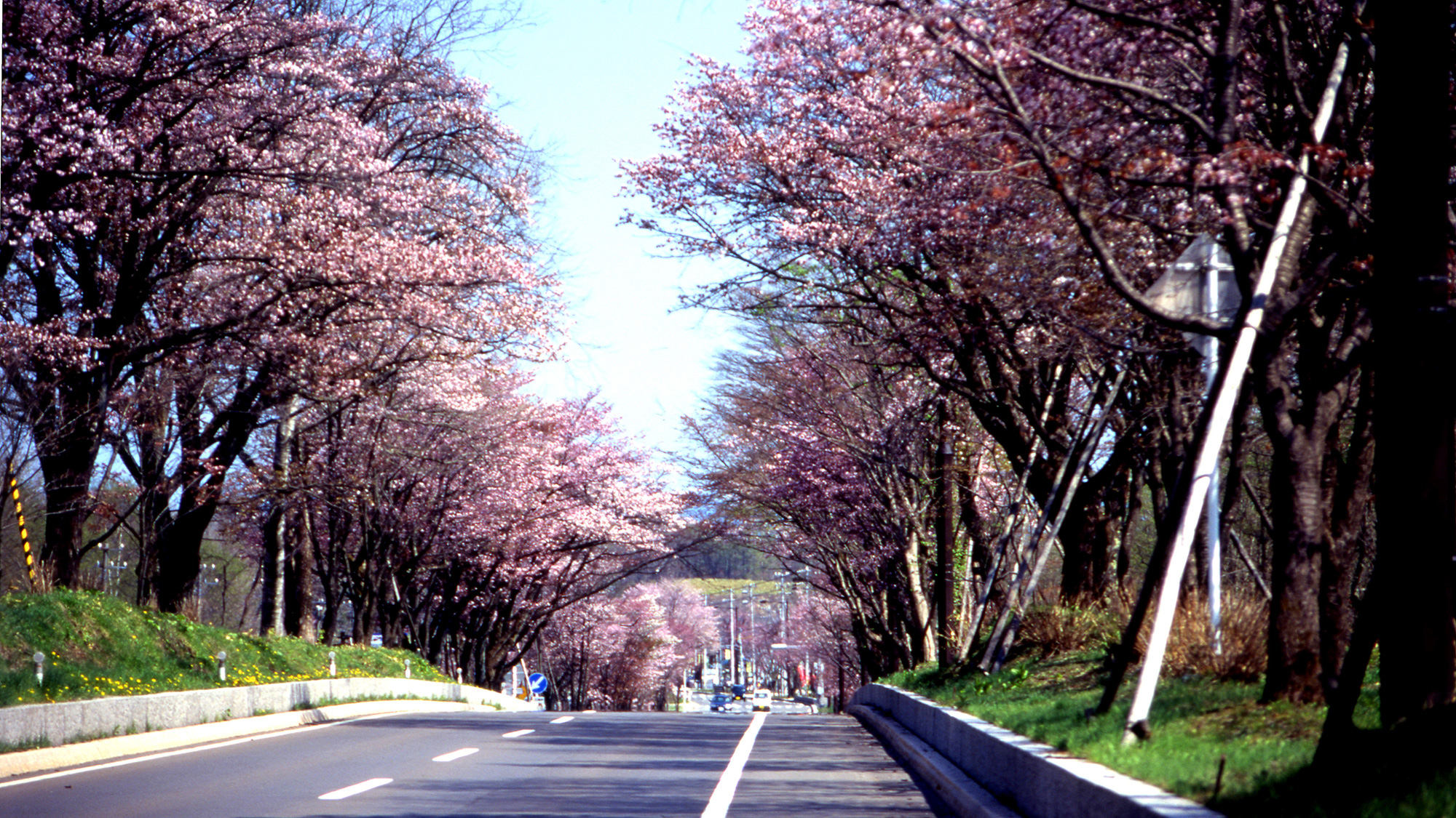 ■例年5月中旬に見頃を迎える登別の桜並木