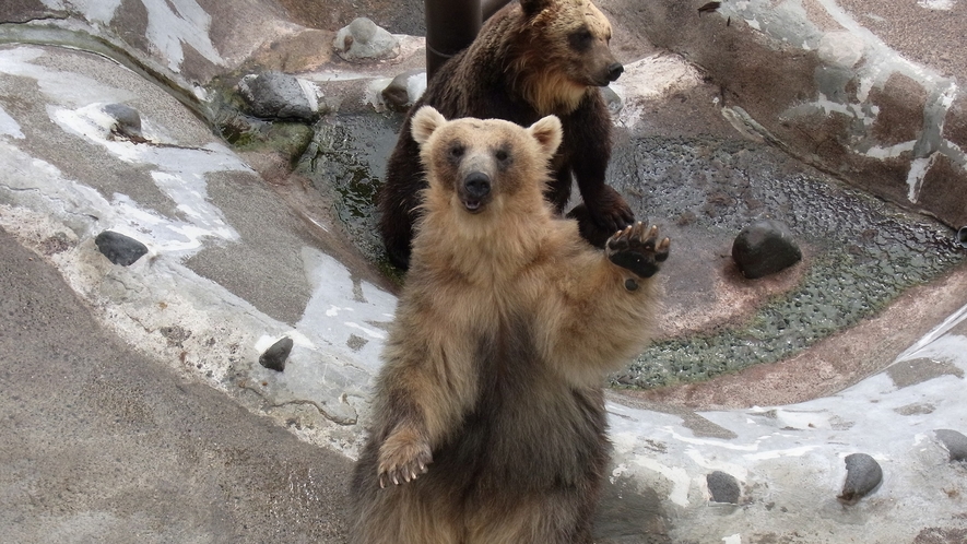 【のぼりべつクマ牧場】仔グマの幼稚園や学者グマのショーなどで、クマを身近に見ることができます