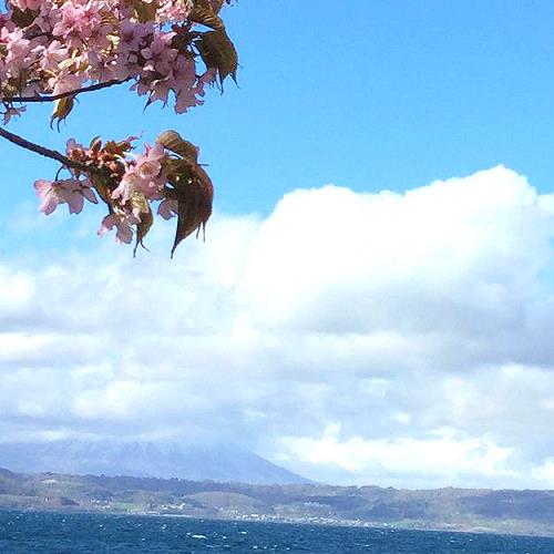 桜と洞爺湖