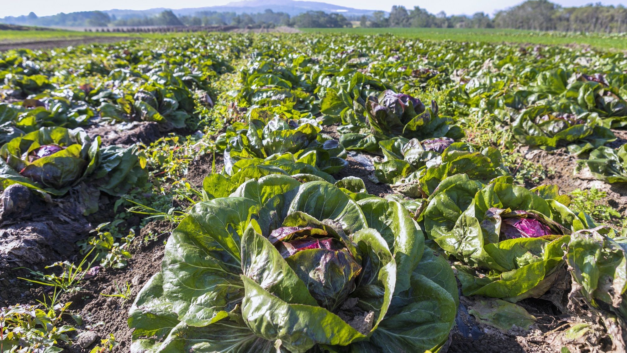 地元や野口北湯沢ファームの新鮮な野菜を使用しています