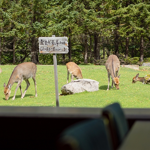 ホテルのすぐ近くまで鹿が訪れることもあります