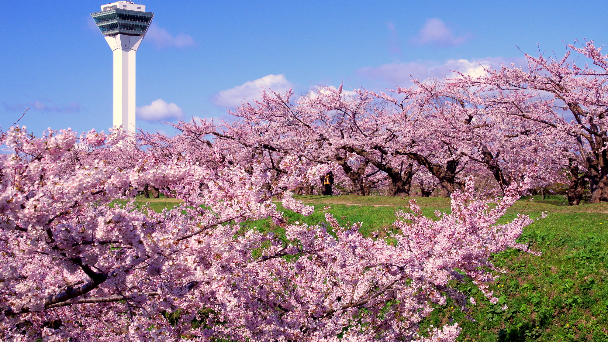 五稜郭公園「桜」