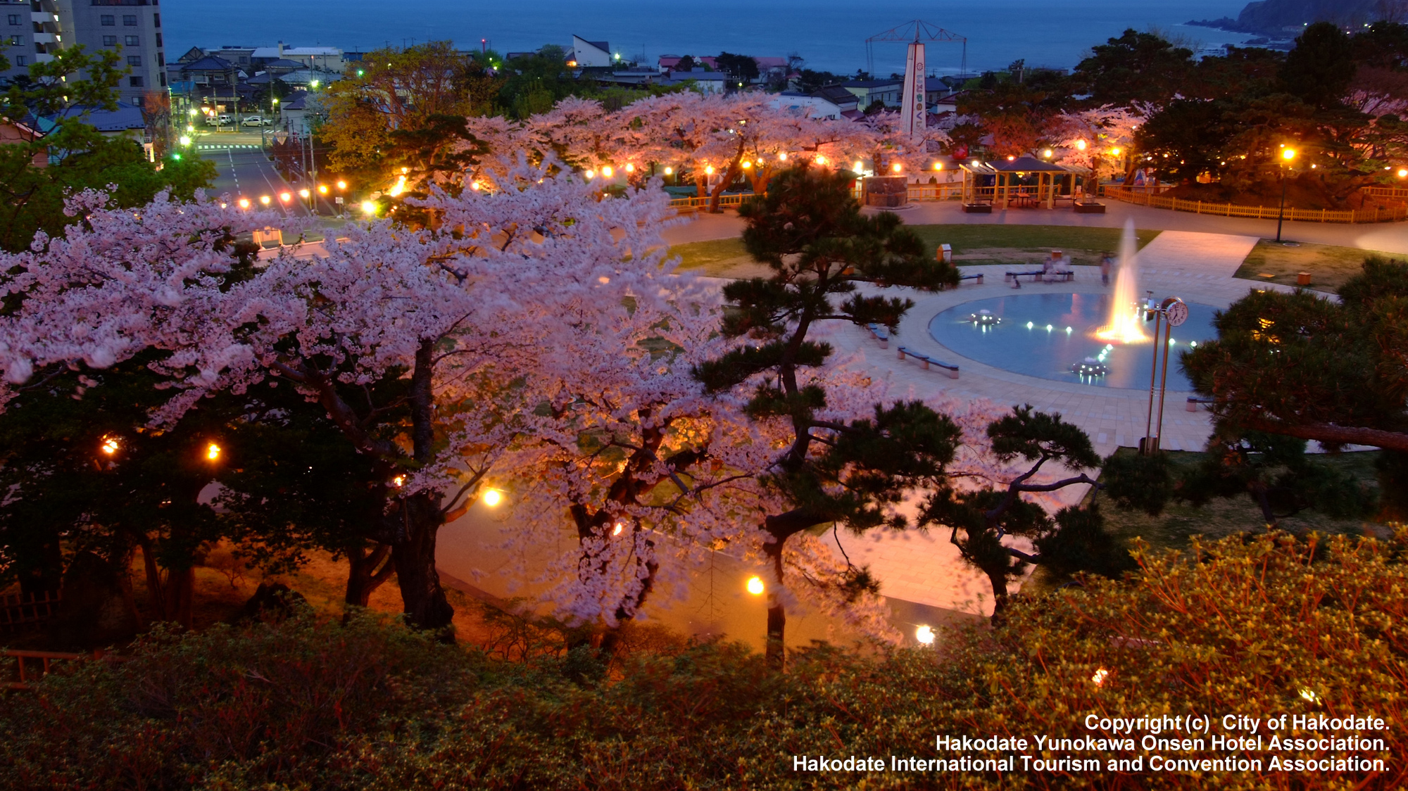 函館公園の夜桜