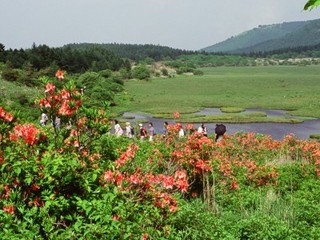 レンゲツツジ　八島湿原