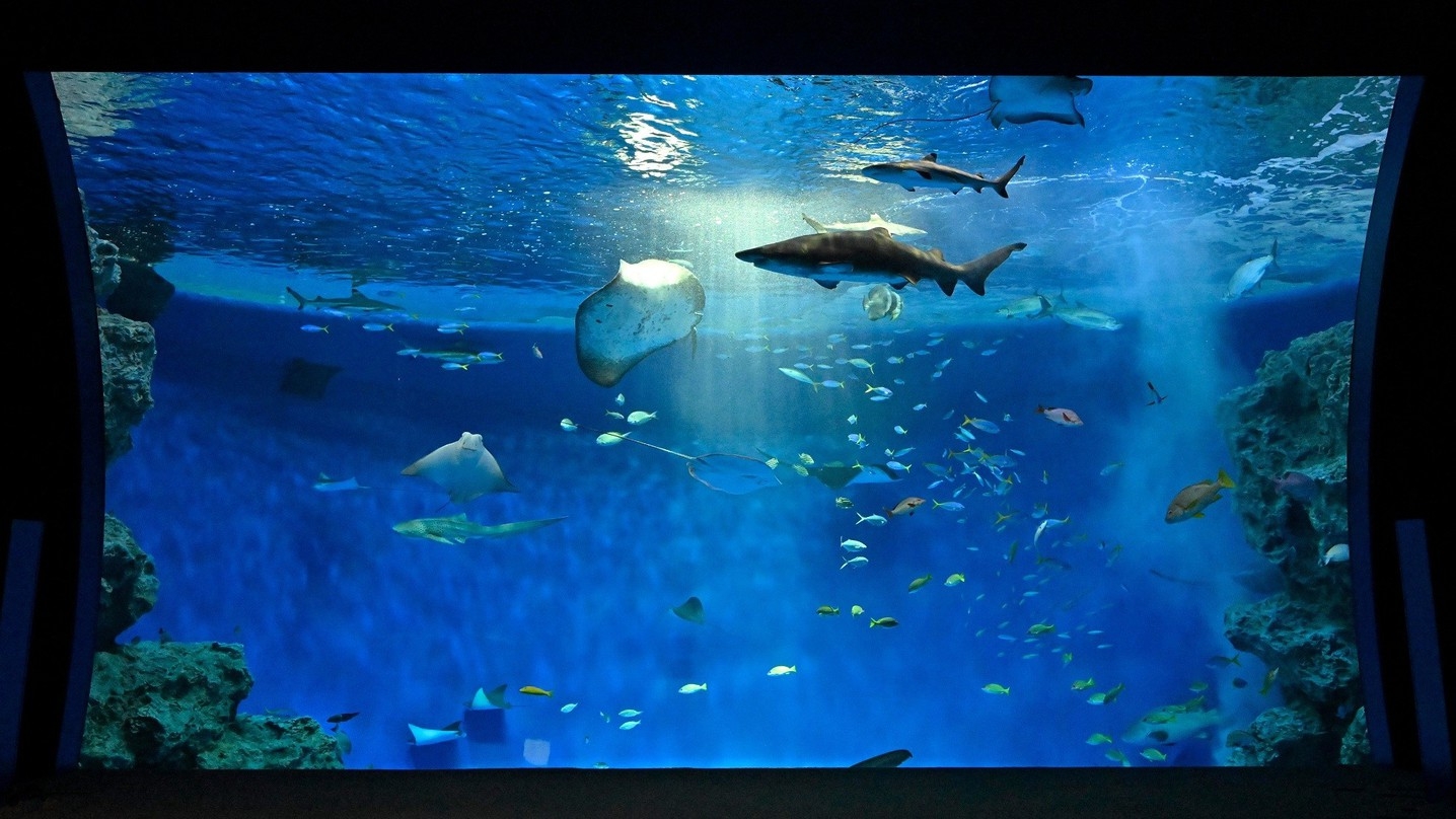 神戸須磨シーワールド入館券付き宿泊プラン＜朝食付＞