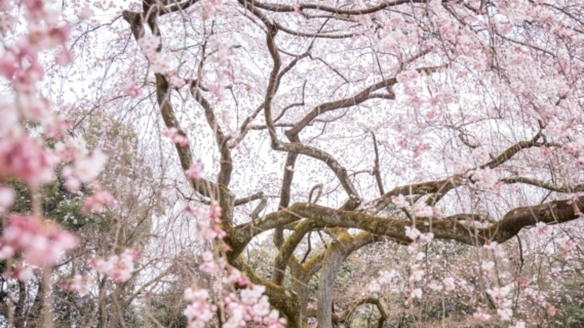 【京都御苑】