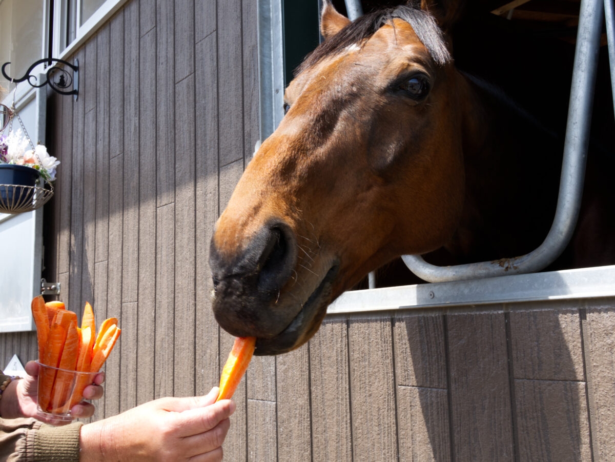 【新冠IC開通記念】日高産食材を使った創作コース☆馬ににんじんほっこり体験＋特典馬グッズ・海側