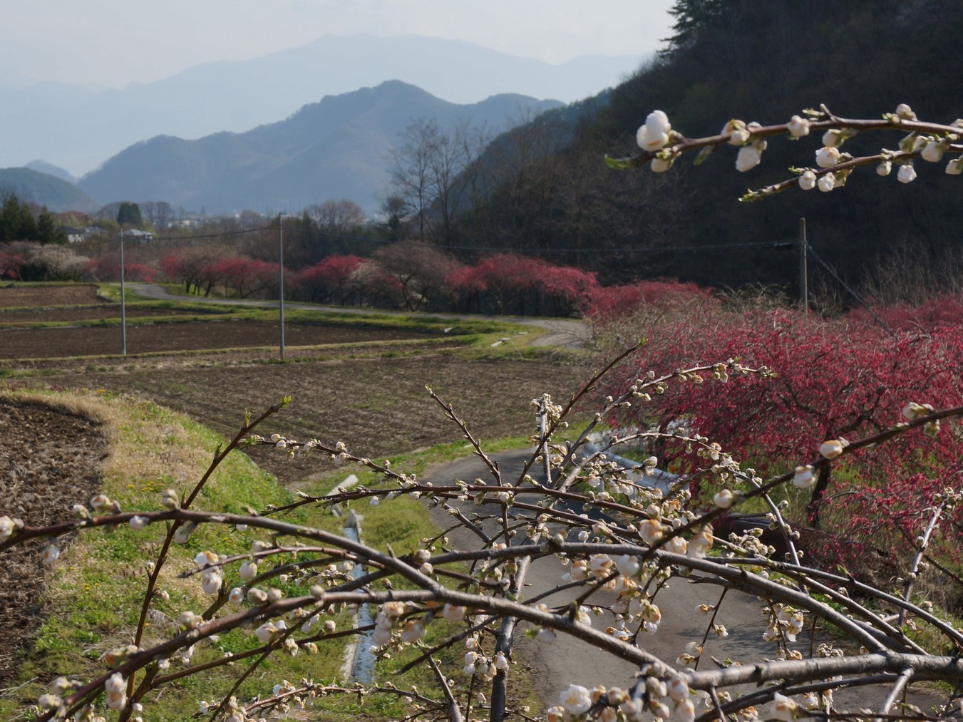 平日限定！　現金特価・信州春の花巡りプラン