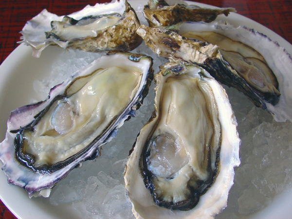 Live oysters with shells