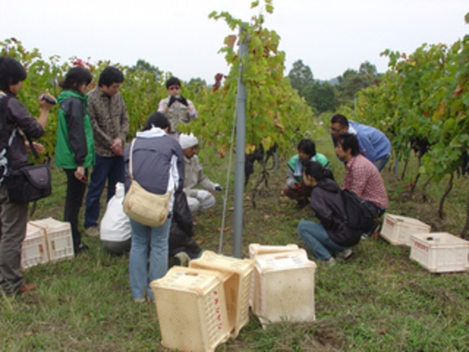 マリコヴィンヤード　高級ワイン用葡萄収穫体験