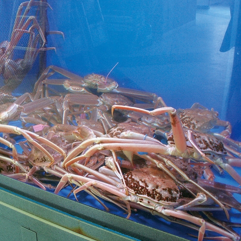 カニシーズンには日本海の活け蟹がたくさん