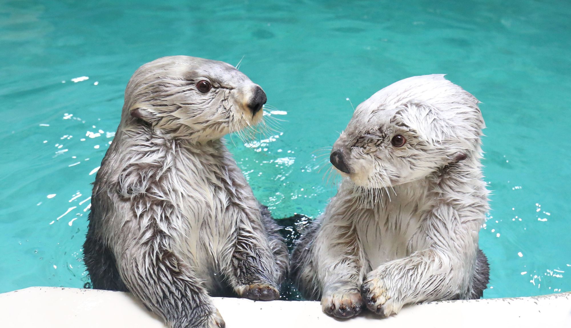 鳥羽水族館ラッコ