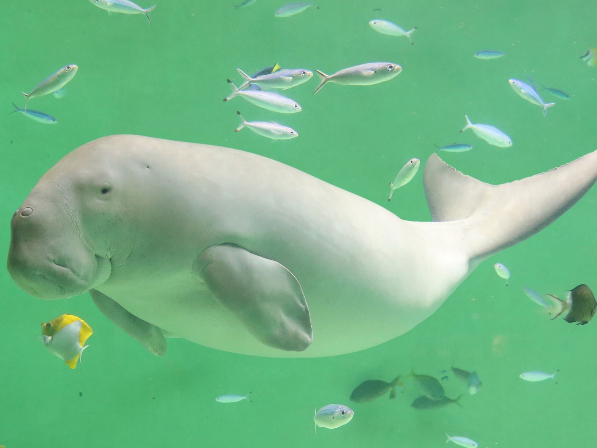 鳥羽水族館ジュゴン