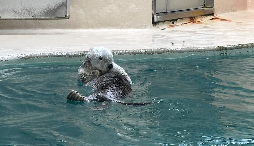 鳥羽水族館で貴重なラッコを見よう