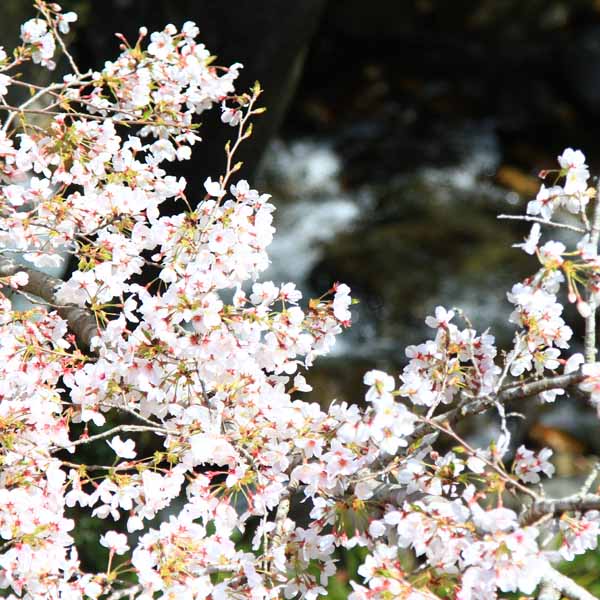 客室からの眺め_春の桜