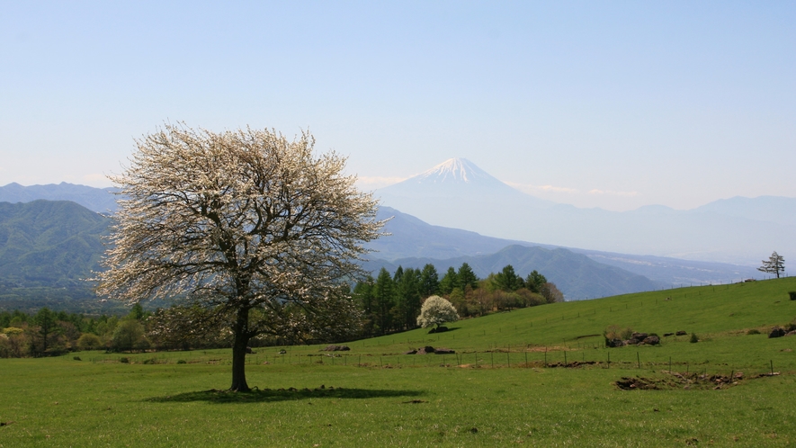 八ケ岳牧場（春）