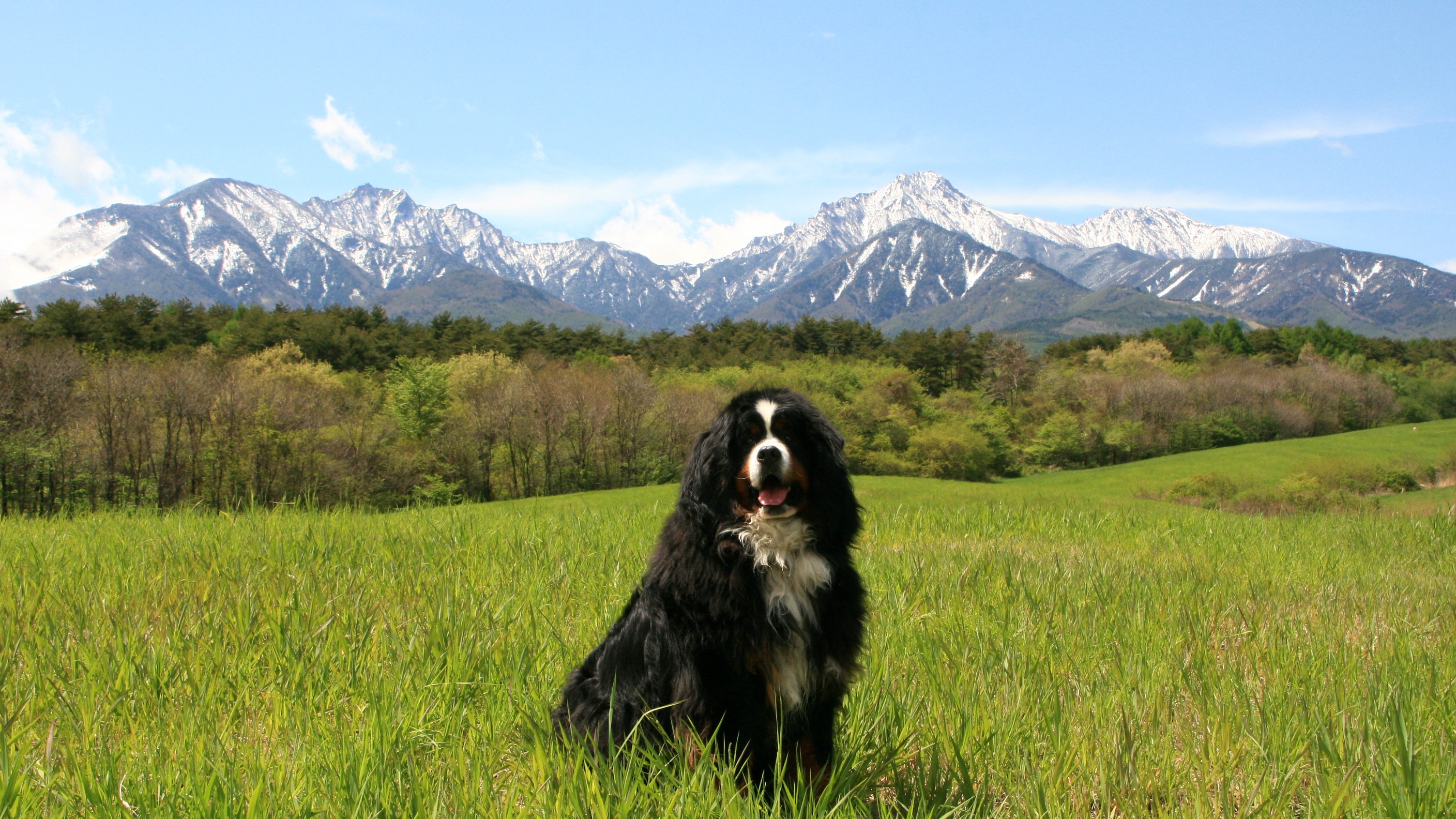 テディⅡ（2006年11月～2019年4月）