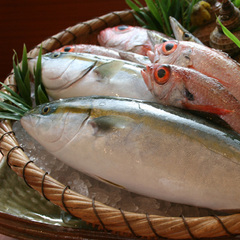 富山湾の鮮魚