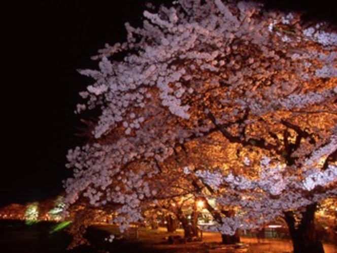 角館夜桜