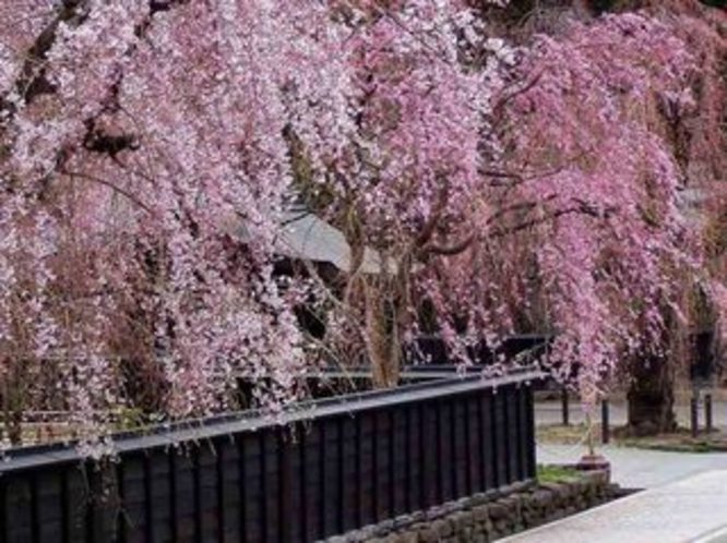 武家屋敷の枝垂桜。