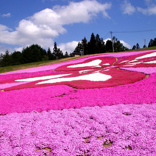 【春】横手市大森　芝桜５月頃～スキー場の斜面に植栽された約23万株の芝桜が花のアートをつくります