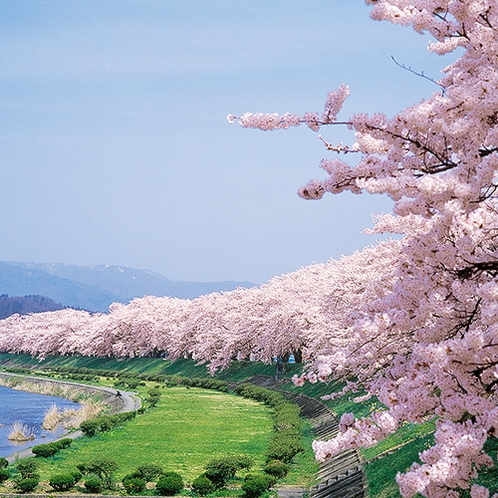 【春】角館の桜　４月下旬頃～　国の名勝・天然記念物指定の桜は、春には町中を薄紅色に染める。