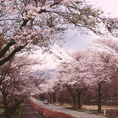 すぐ近くの七日原の桜です