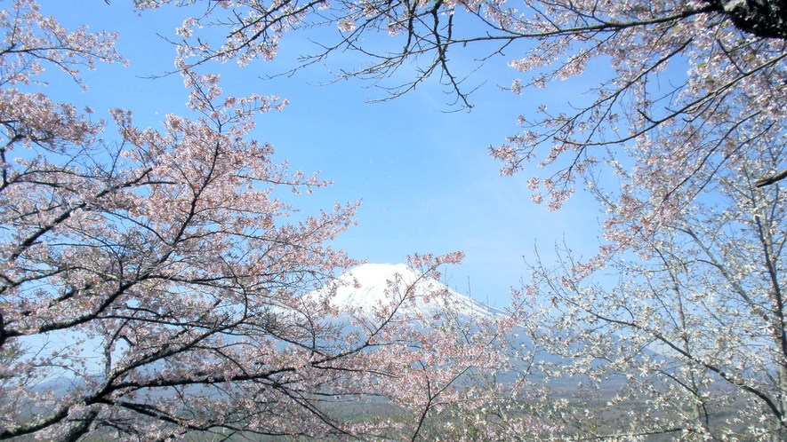 四季折々の富士山をお楽しみください