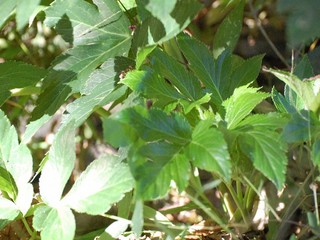 伊豆には明日葉がたくさんあります！！