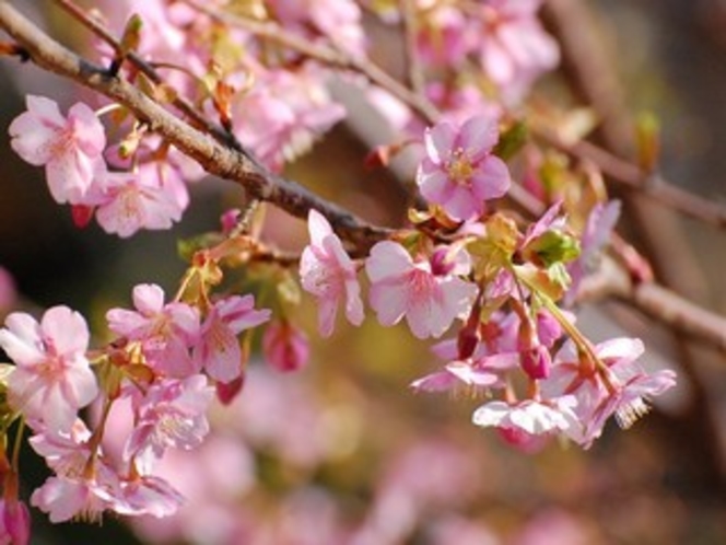 河津桜満開！！