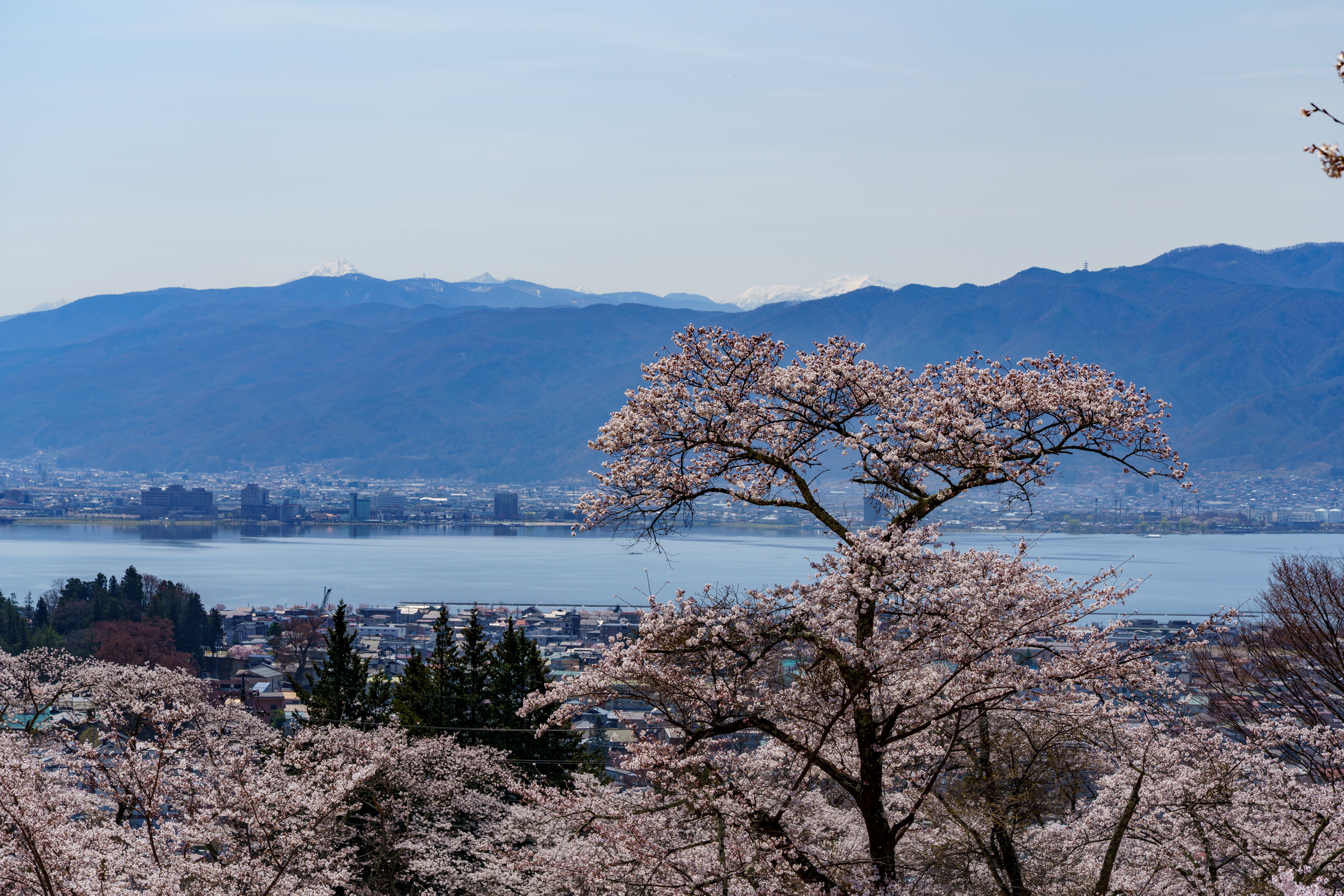 諏訪湖を彩る桜と、青くそびえる信州の山並み