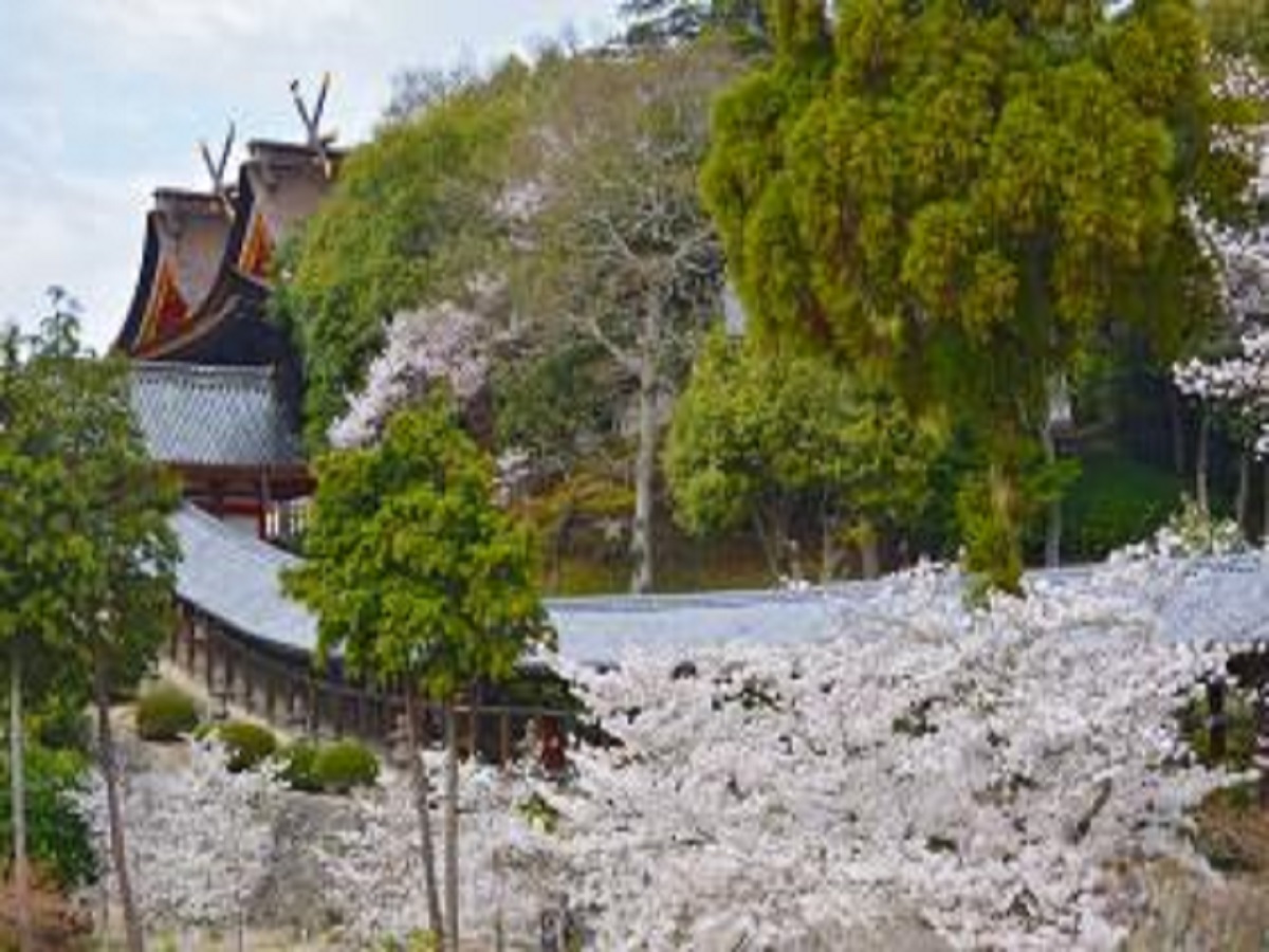 吉備津神社　桜