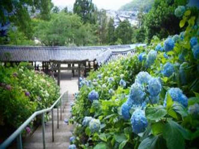 吉備津神社　あじさい