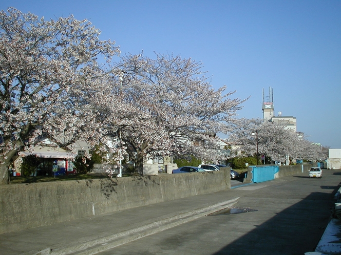 桜並木