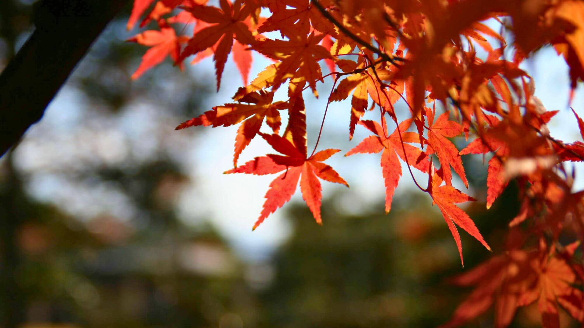 紅葉狩りの人気スポット昇仙峡まで当館よりお車で約45分です。