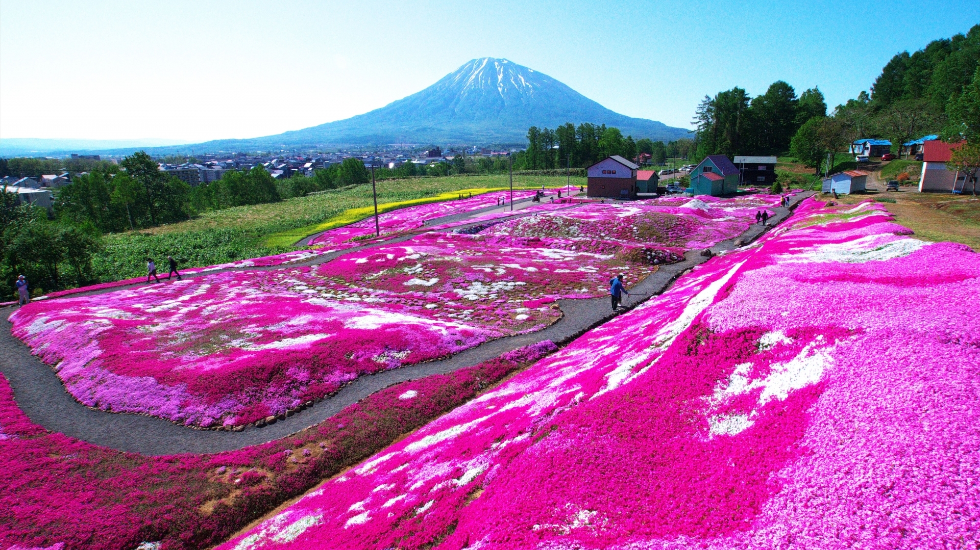 ４月中旬から５月下旬まで富士芝桜まつりが開催されます。一面に広がる芝桜と富士山の競演は必見！